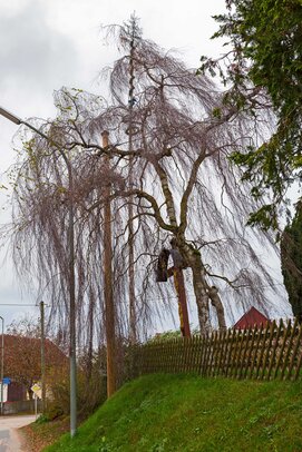 Thumbnail: 29_JA14348 Wirt.jpg